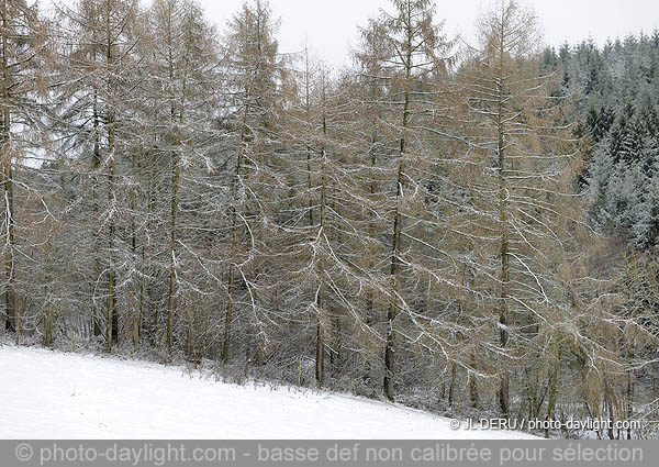 bois en hiver